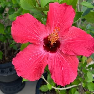 Meet your Posher, Pargas